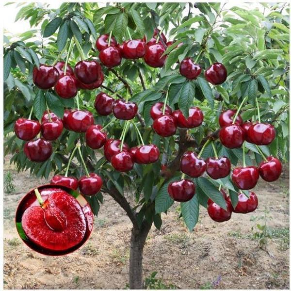 🏆75K+ SOLD! 🍒 (New Harvest) Sweet Cherry Seeds 🌿Pre-Primed for High Germination