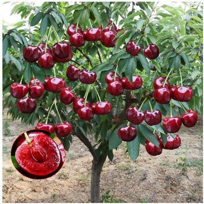 🏆75K+ SOLD! 🍒 (New Harvest) Sweet Cherry Seeds 🌿Pre-Primed for High Germination
