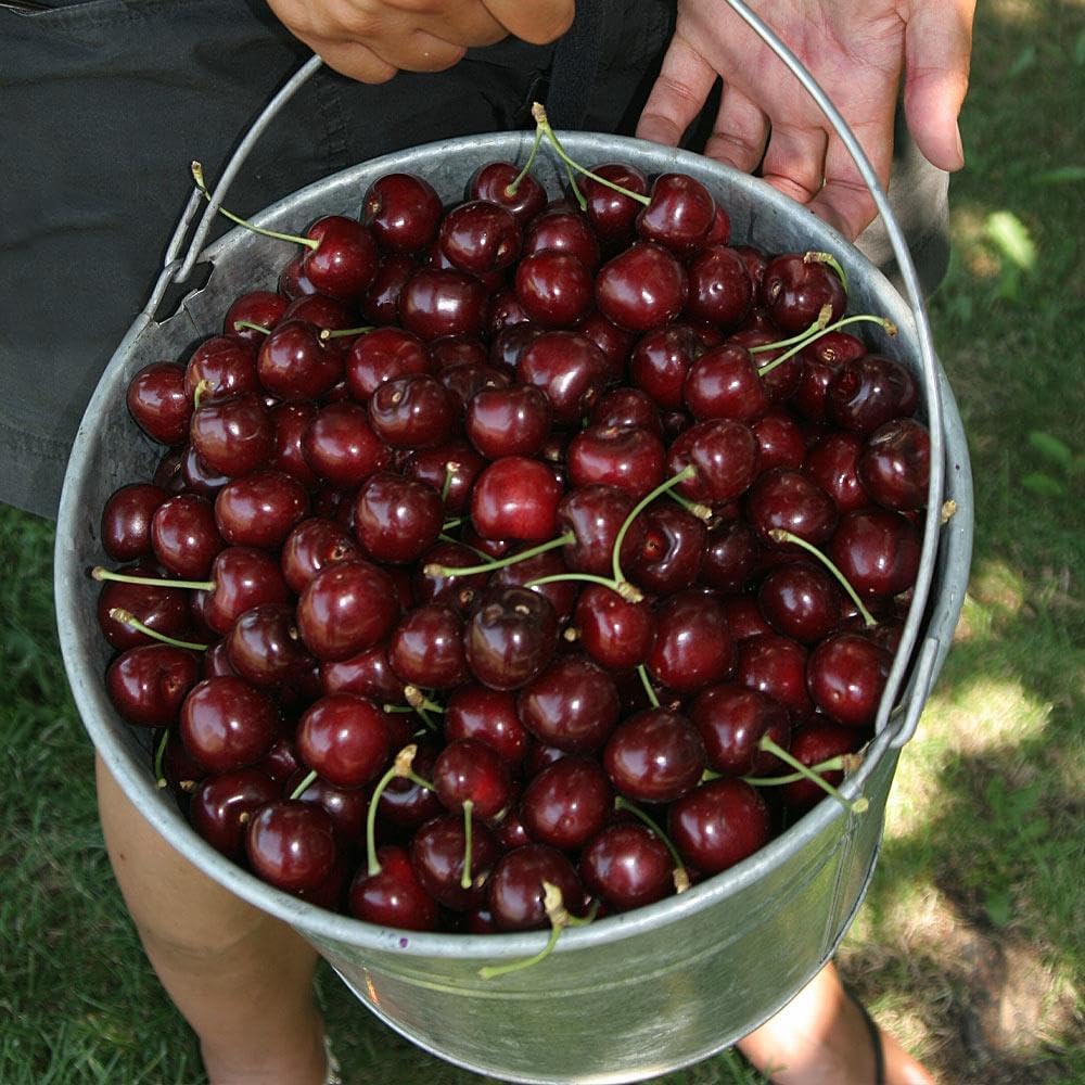 🏆75K+ SOLD! 🍒 (New Harvest) Sweet Cherry Seeds 🌿Pre-Primed for High Germination