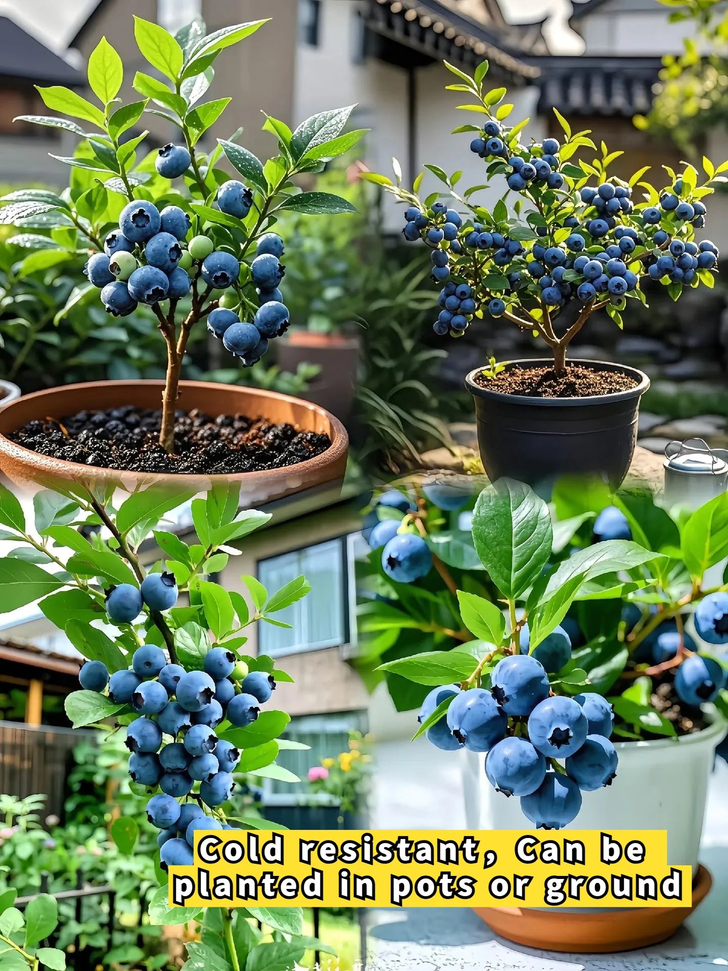 BLUEBERRY SEEDS