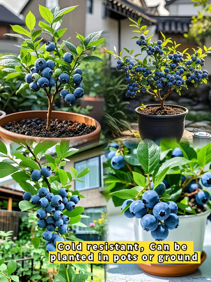 BLUEBERRY SEEDS
