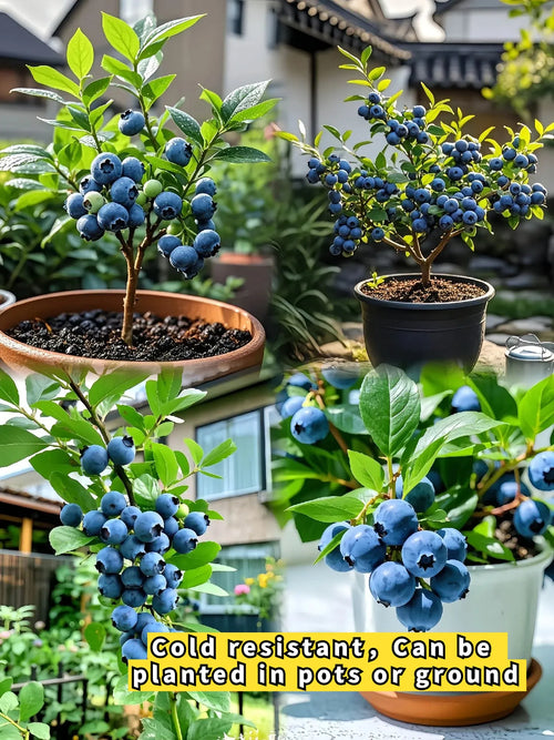 BLUEBERRY SEEDS