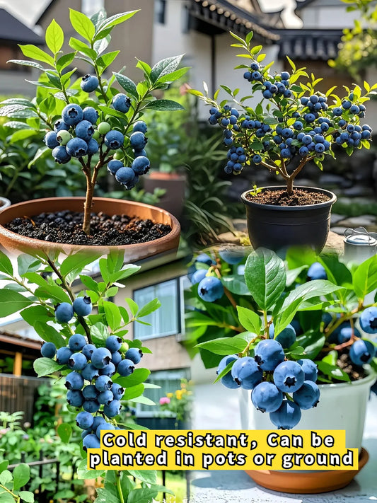 BLUEBERRY SEEDS