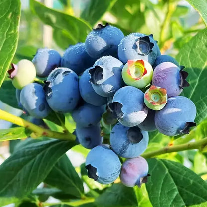 BLUEBERRY SEEDS