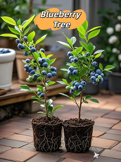 BLUEBERRY SEEDS