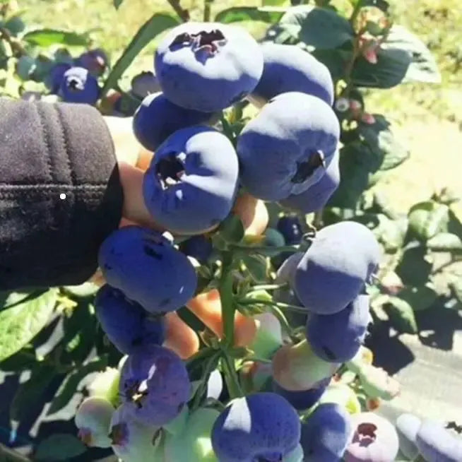 BLUEBERRY SEEDS
