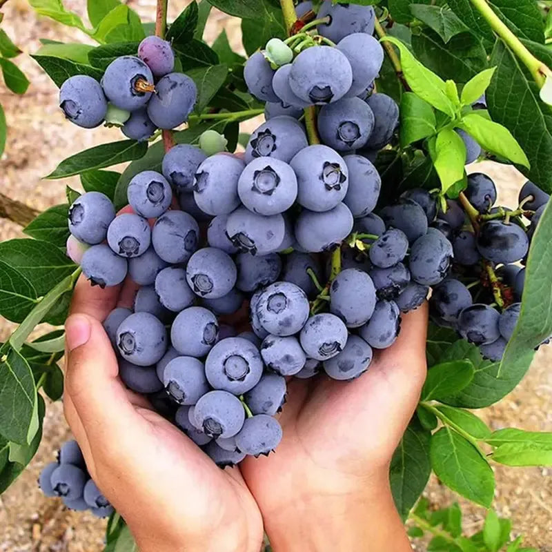 BLUEBERRY SEEDS