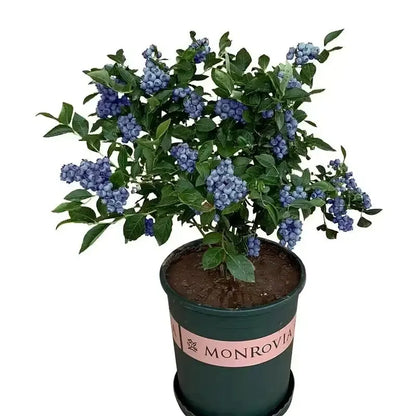 BLUEBERRY SEEDS