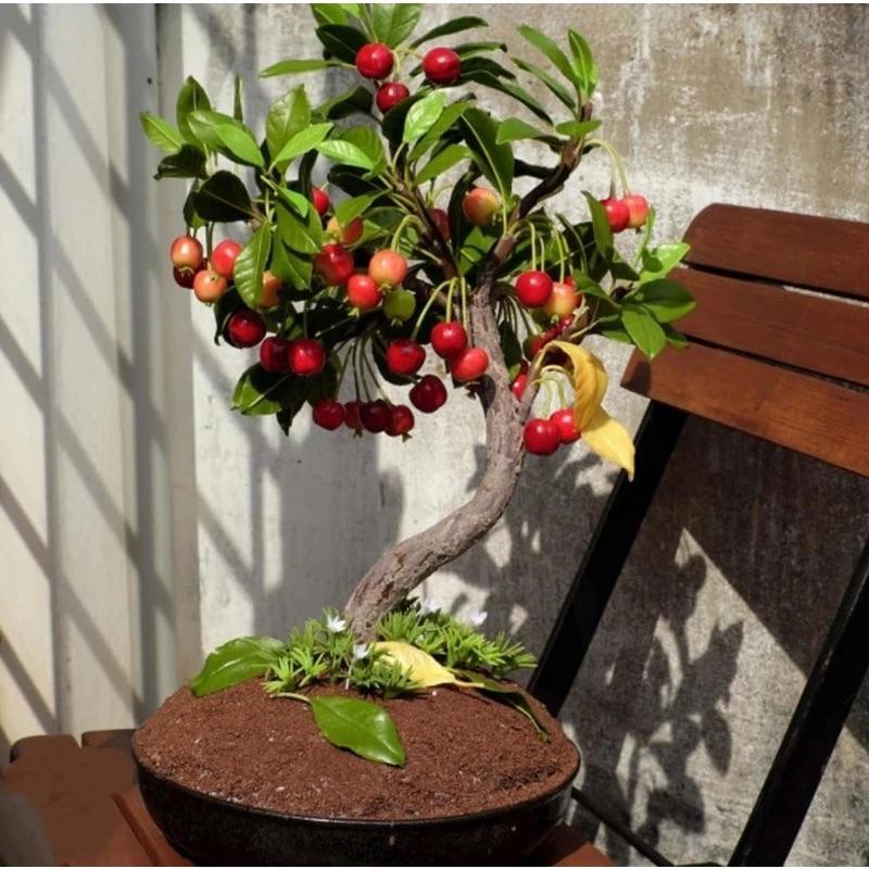🏆75K+ SOLD! 🍒 (New Harvest) Sweet Cherry Seeds 🌿Pre-Primed for High Germination