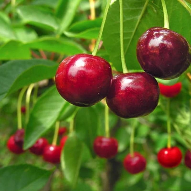 🏆75K+ SOLD! 🍒 (New Harvest) Sweet Cherry Seeds 🌿Pre-Primed for High Germination